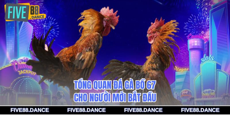 Tổng quan đá gà bồ 67 cho người mới bắt đầu